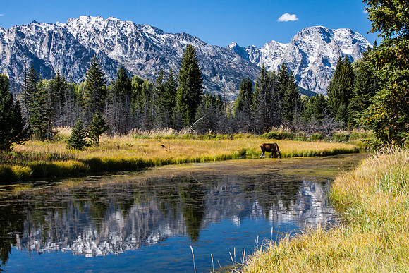 Moose and Tetons