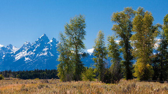 Teton Morning