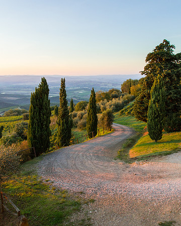 Road to the Vines