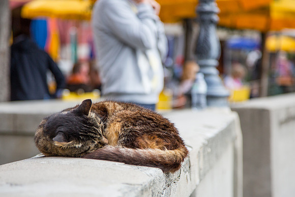 Feline Repose